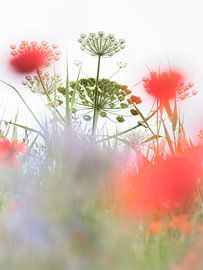 Beautiful nature by Bob Daalder