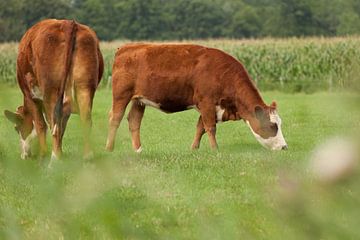 Twee rode koeien grazen in de groen wei