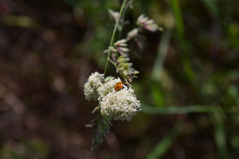 Ladybug by Michael van Eijk