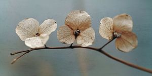 Three Beauties