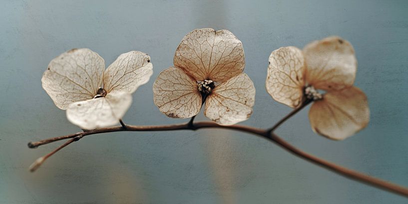 Three Beauties von Treechild