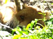 jonge vos in het zonnetje van Pascal Engelbarts thumbnail