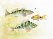 Freshwater fish perch, zander and crucian carp by Atelier DT thumbnail
