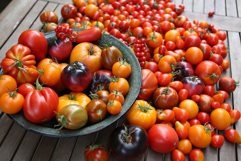 Many different types of tomatoes, still life by Karina Gebert
