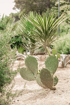 Botanical garden with this beautiful cactus | Dubrovnik, Croatia by Amy Hengst