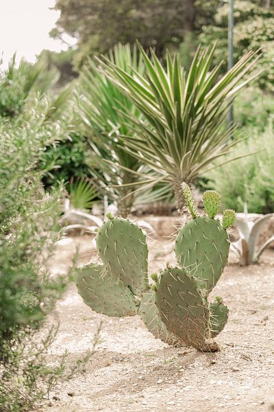Jardin botanique avec ce magnifique cactus | Dubrovnik, Croatie par Amy Hengst