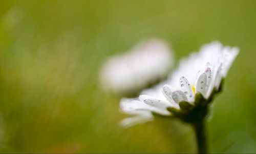 Gänseblümchen mit Regentropfen im Gras