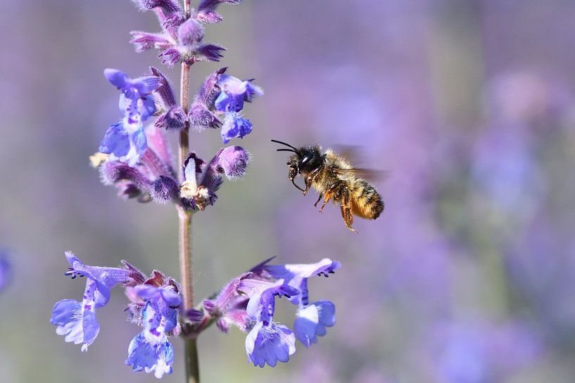Pink mason bee by A. Bles