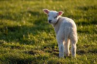 Lamb looking over