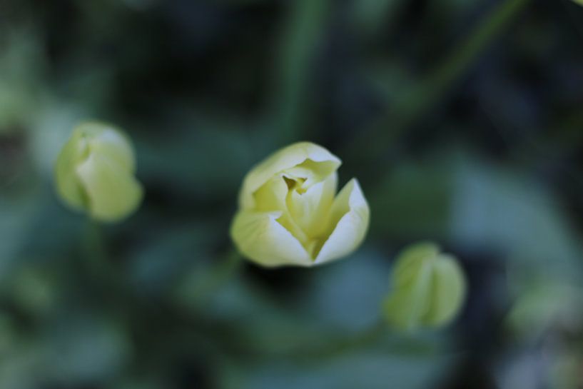 Le coin des pixels - Les tulipes d'Amsterdam sur The Pixel Corner