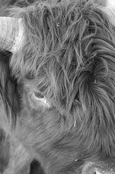 close up oog van een schotse hooglander