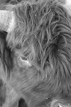 close up oog van een schotse hooglander