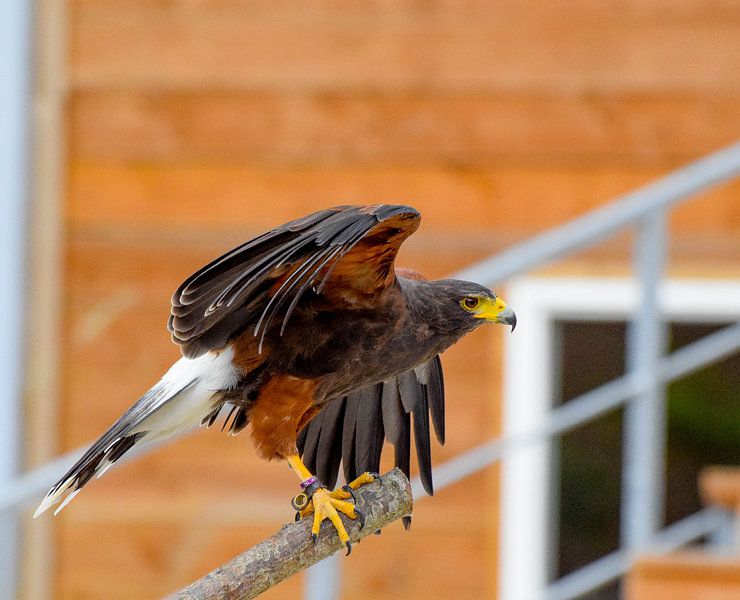 vogel by Rick Van der bijl