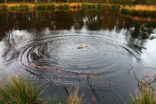 Pluizemeer