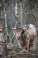 Stoere Schotse Hooglander