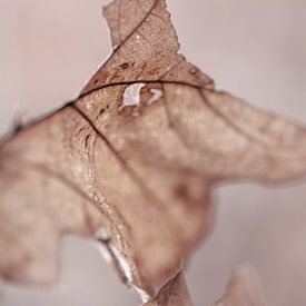 Bruine herfst eik blad abstracte vorm van John Quendag