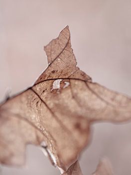 Bruine herfst eik blad abstracte vorm