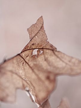 Bruine herfst eik blad abstracte vorm van John Quendag