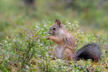 Eekhoorntje eet een nootje. van Albert Beukhof