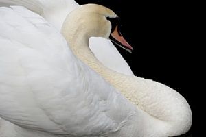 Cygne