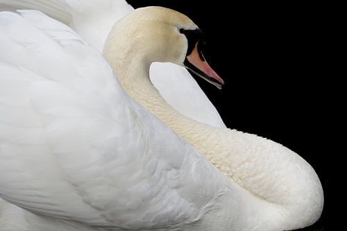 Zwaan