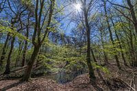 Forest Dottinkrade near Winterswijk in the Netherlands