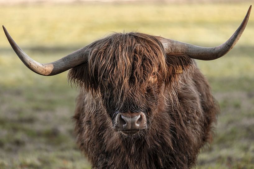 De Schotse hooglander van Edwin Kooren