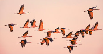 Grues blanches ou grues cendrées volant dans un coucher de soleil à l'automne.