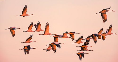 Kraanvogels vliegend in een zonsondergang tijdens de herfst