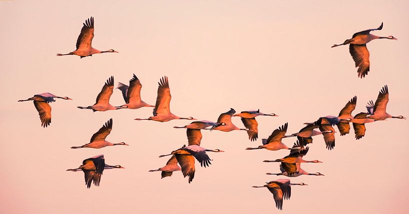 Crane birds or Common Cranes flying in a sunset during the autum by Sjoerd van der Wal Photography