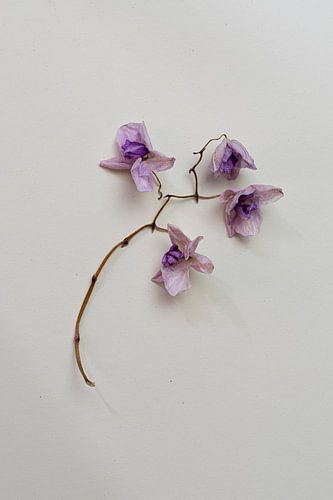 Botanisch stilleven, gedroogde orchidee