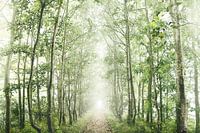 Forrest of Friesland, Holland, in the  mist