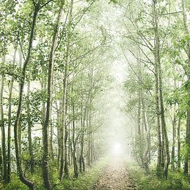 Paysage de forêt brumeuse  sur Marloes Bogaarts