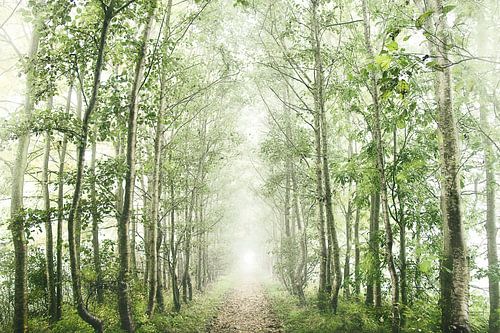 Paysage de forêt brumeuse 