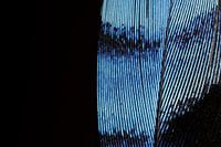 Detail of a jay feather