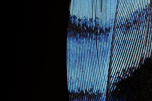 Detail einer Eichelhäherfeder