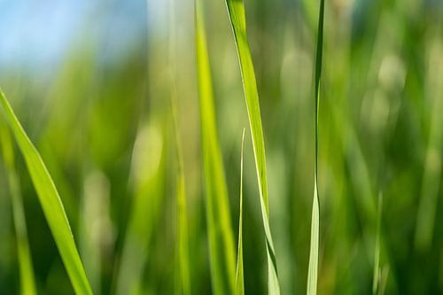 Grass Blades Backdrop