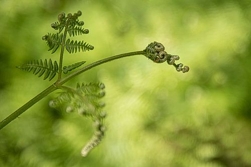 A fern in the making