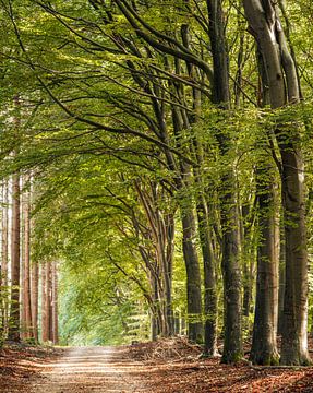 Zonnige boslaan in Speulderbos van Marcel van Oene