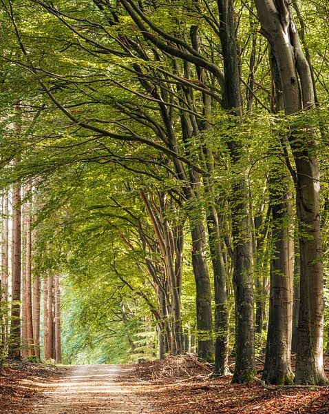 Sonnige Waldschneise in Speulderbos von Marcel van Oene