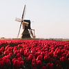 Red pink tulip field with brown seesaw during sunrise by Maartje Hensen