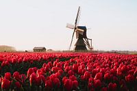 Champ de tulipes rouges et roses avec balançoire brune pendant le lever du soleil