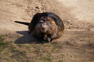 das Bild zeigt wild lebende Nutria