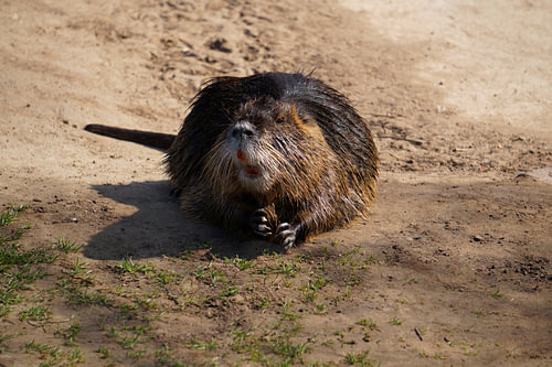 de foto toont wilde levende nutria