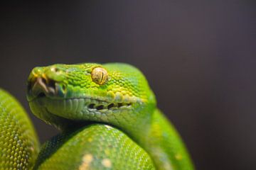 Gros plan sur le python vert sur Monique Folkerts
