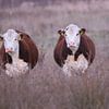 Hereford koeien duo van Karin van Rooijen Fotografie