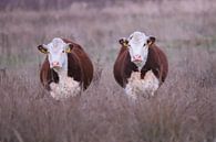Cow duo by Karin van Rooijen Fotografie thumbnail