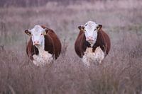 Cow duo