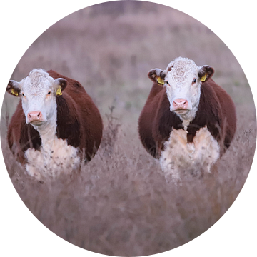 Hereford koeien duo van Karin van Rooijen Fotografie