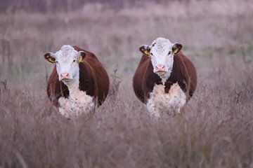 Hereford koeien duo van Karin van Rooijen Fotografie